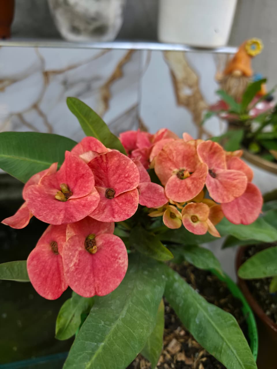 Corona Cerebrina