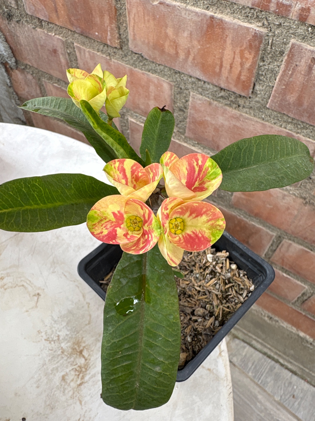 Corona salpicón