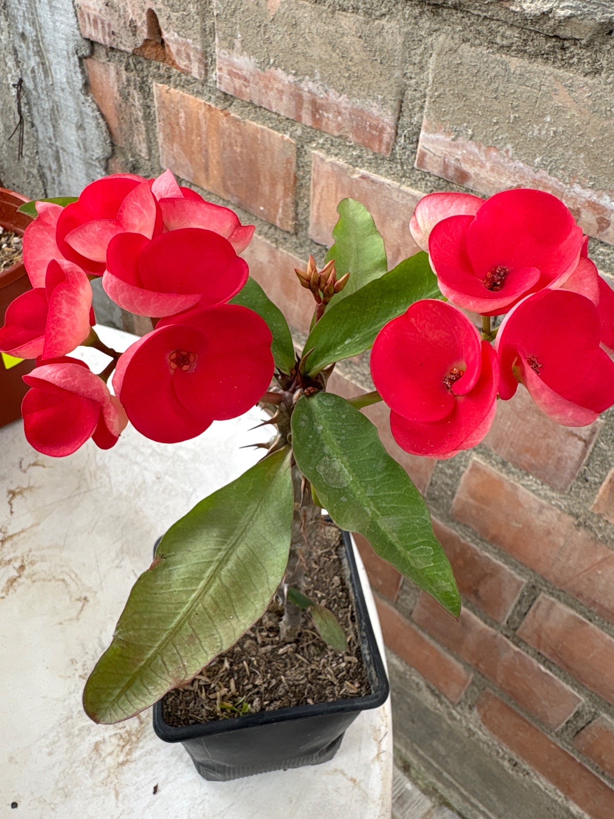 Corona de Cristo copa roja