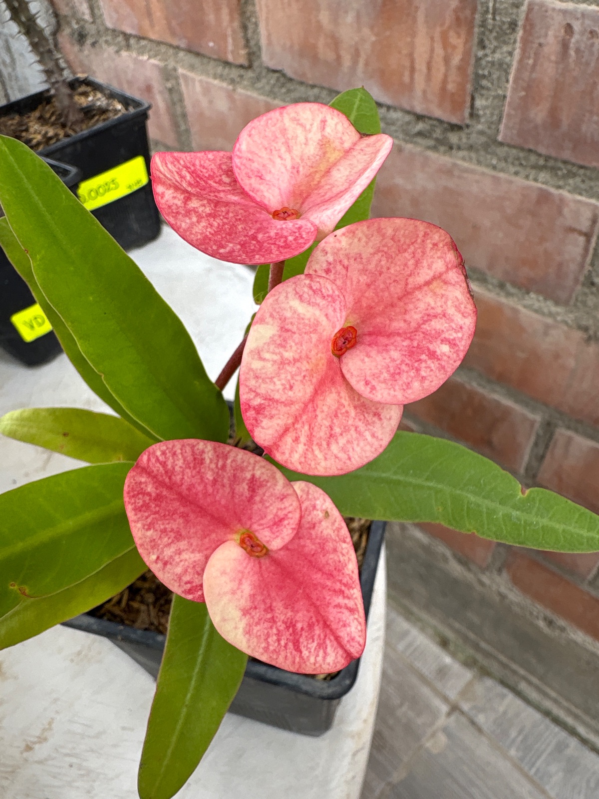 Corona Rosa bebé