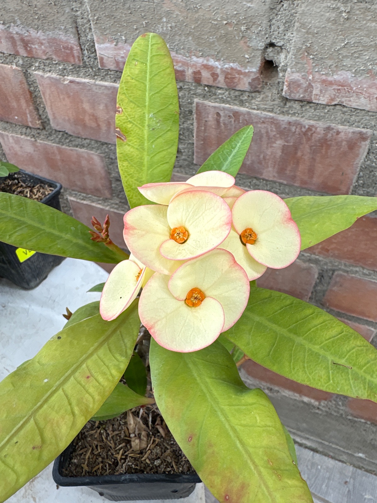 Corona amarilla con bordes rosa