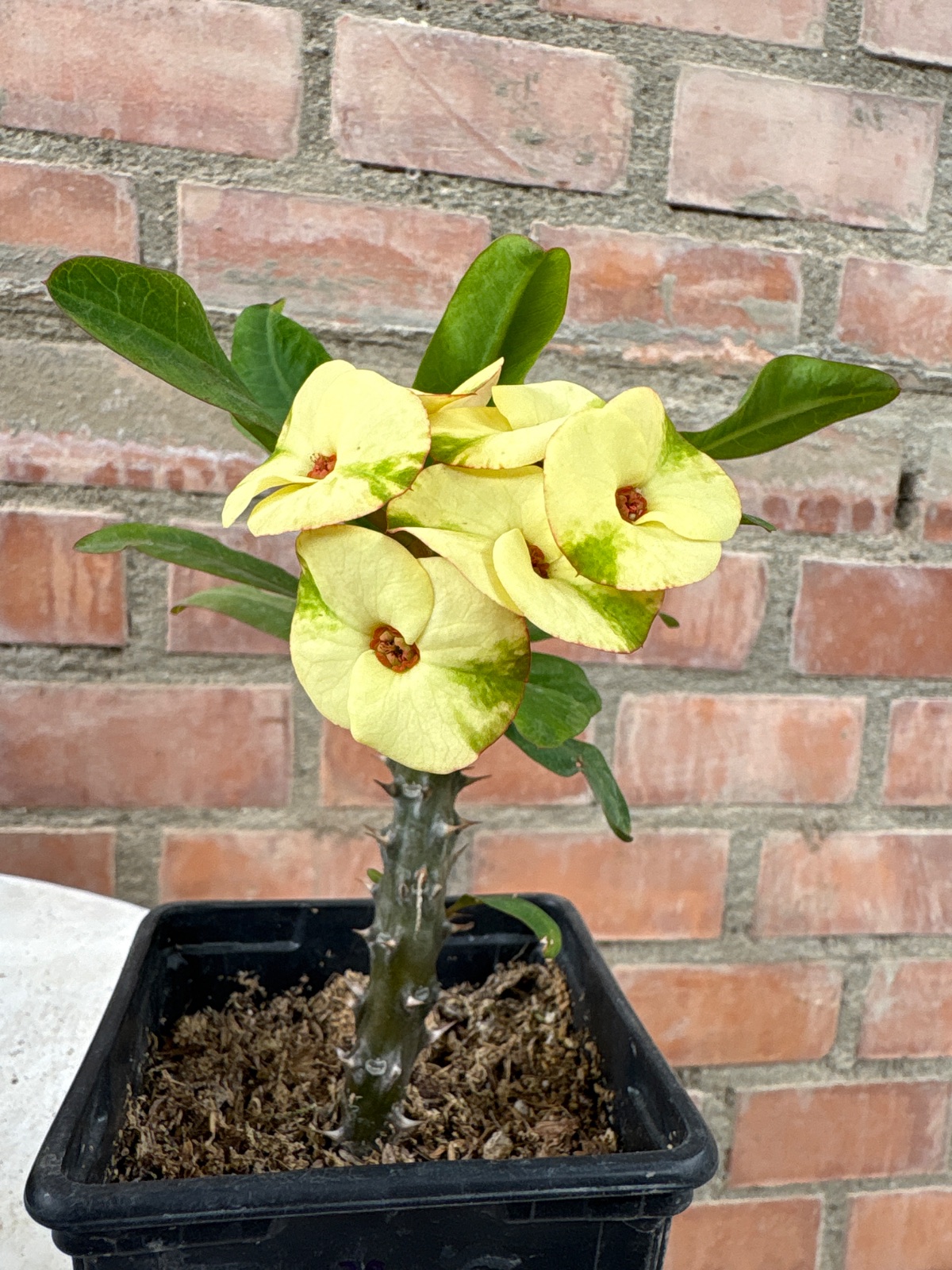 Corona amarillo con verde