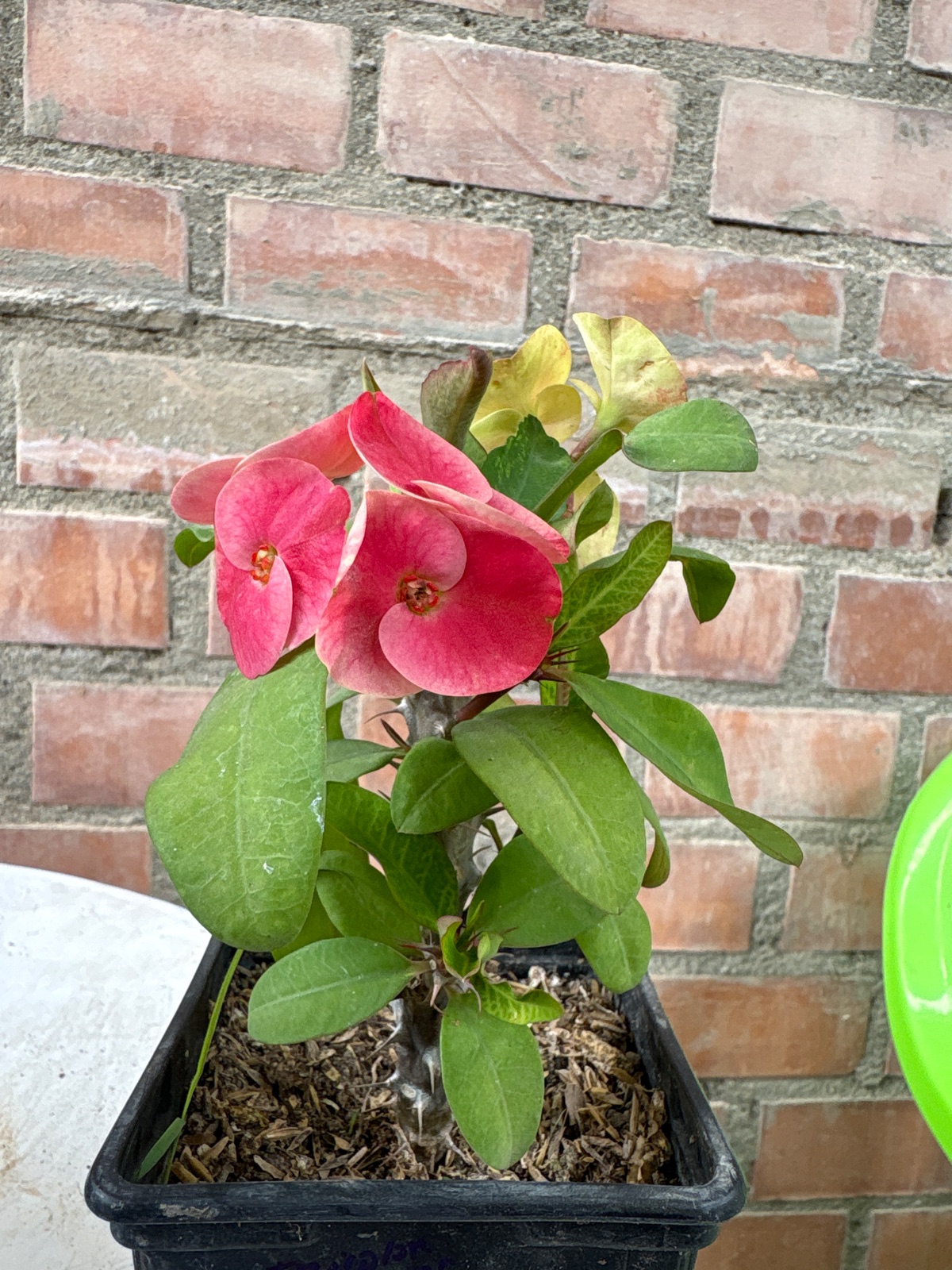 Corona tricolor guinda