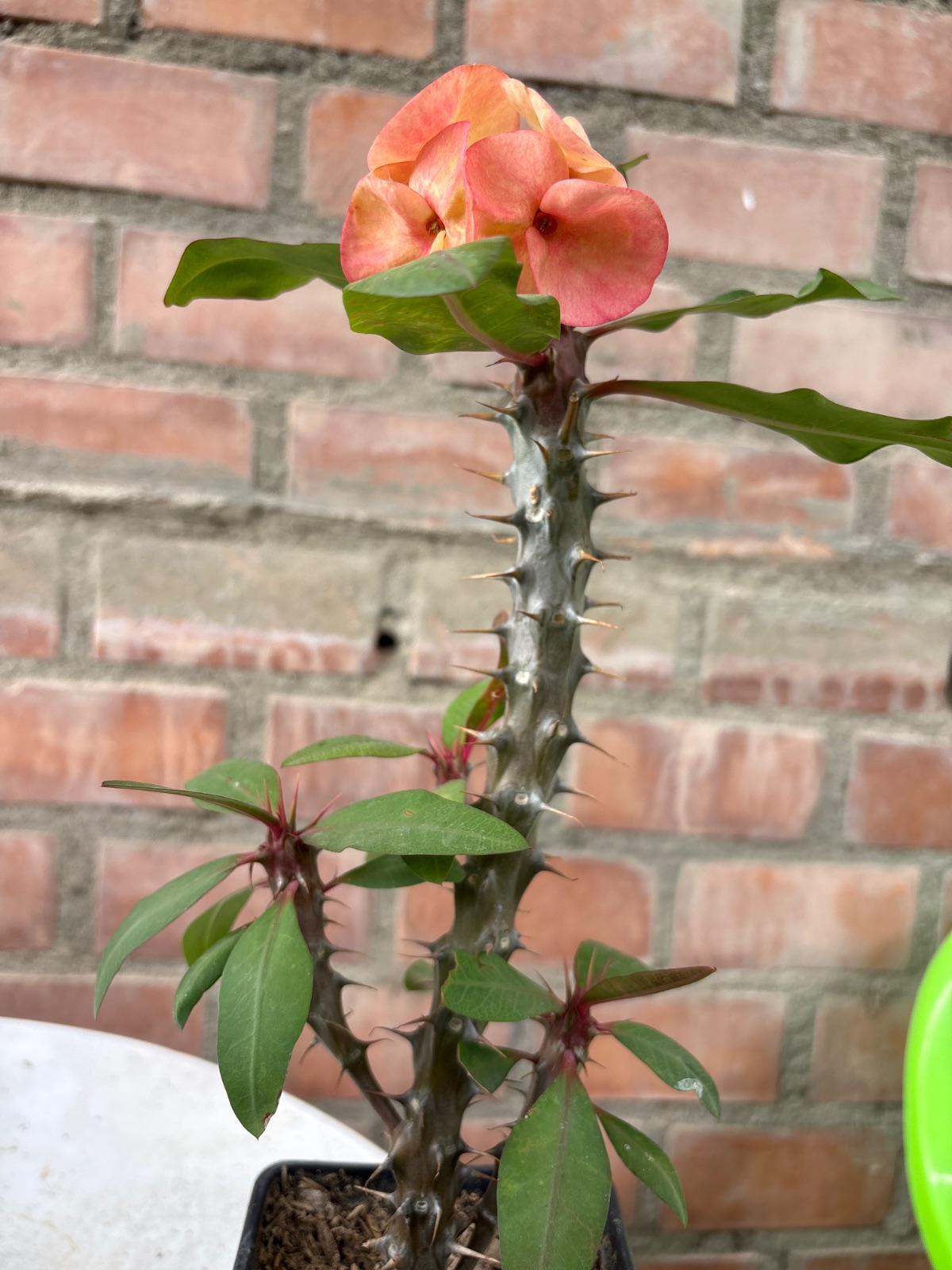 Corona naranja