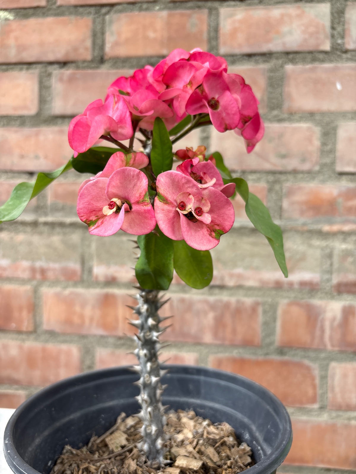 Corona fucsia