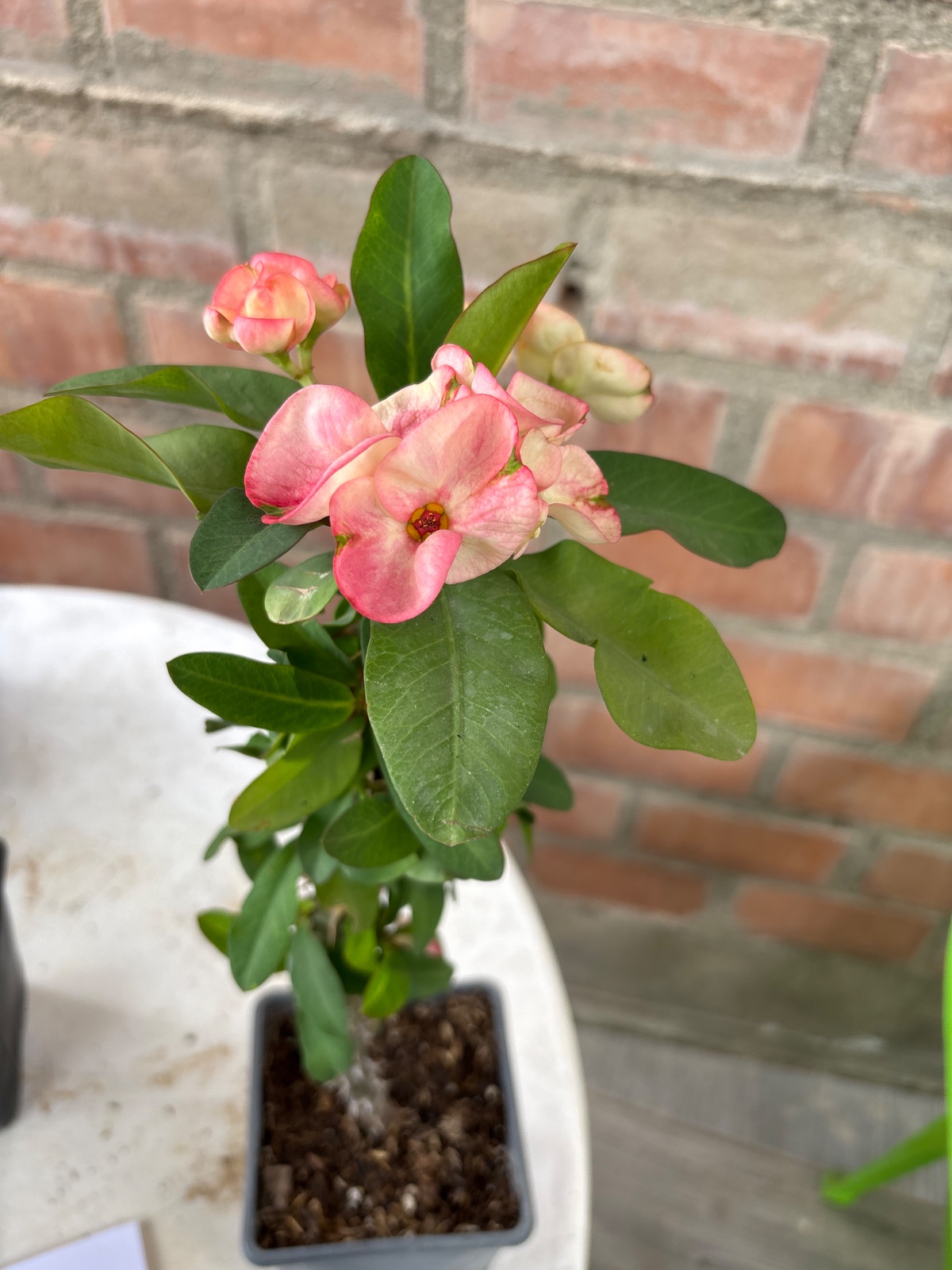 Corona tricolor