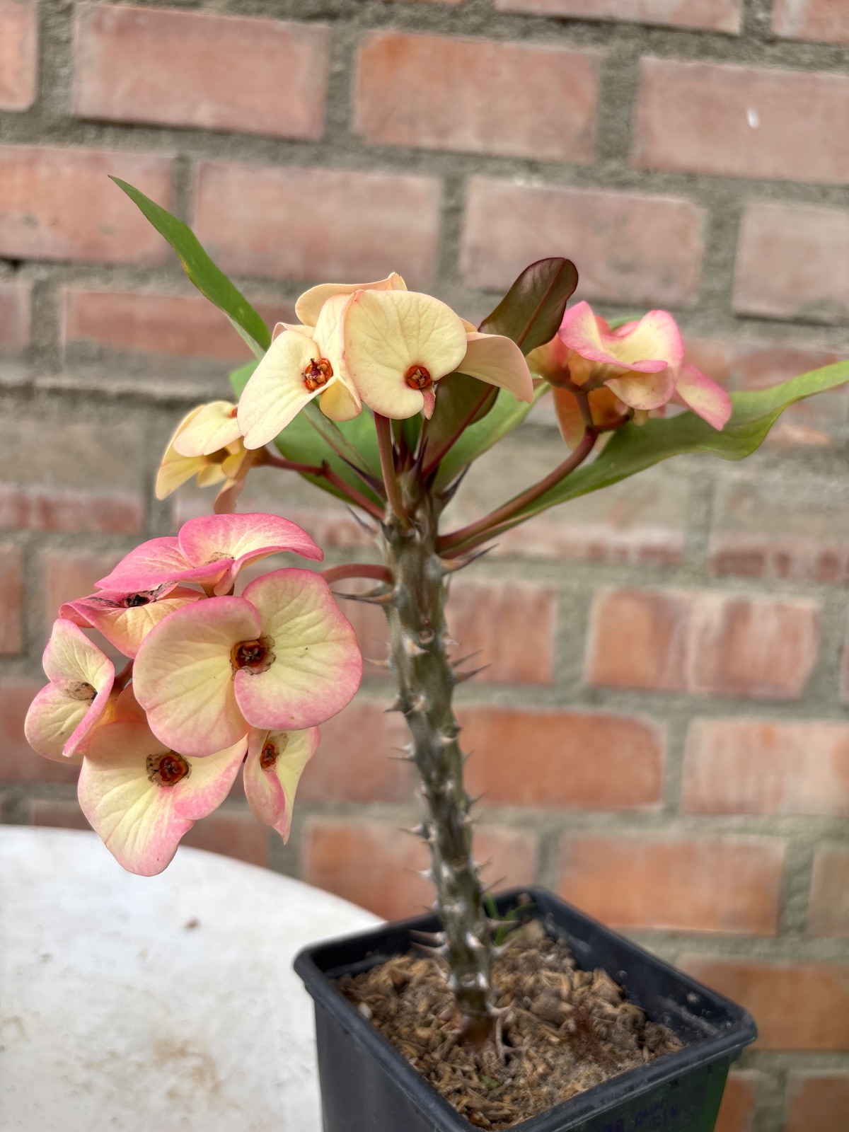 Corona rosada