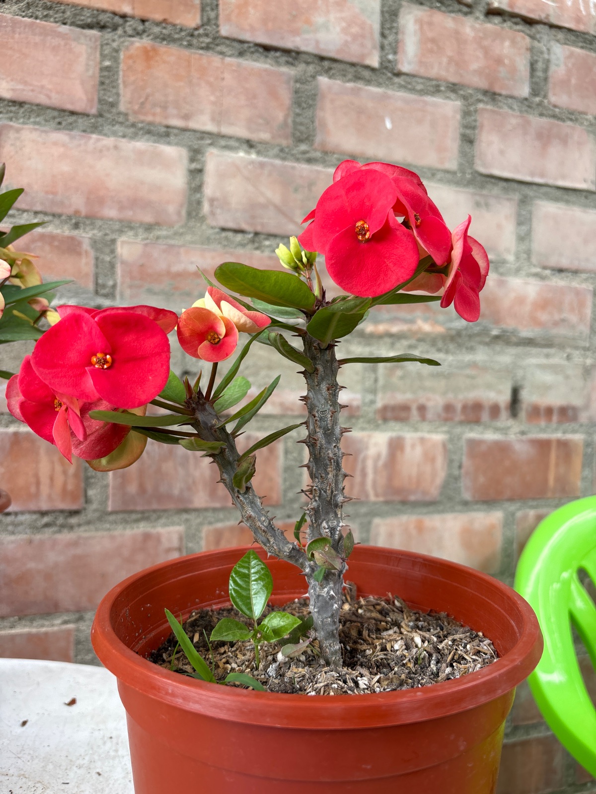 Corona roja