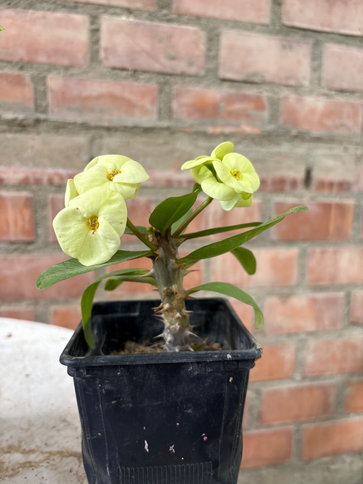 Corona de semilla