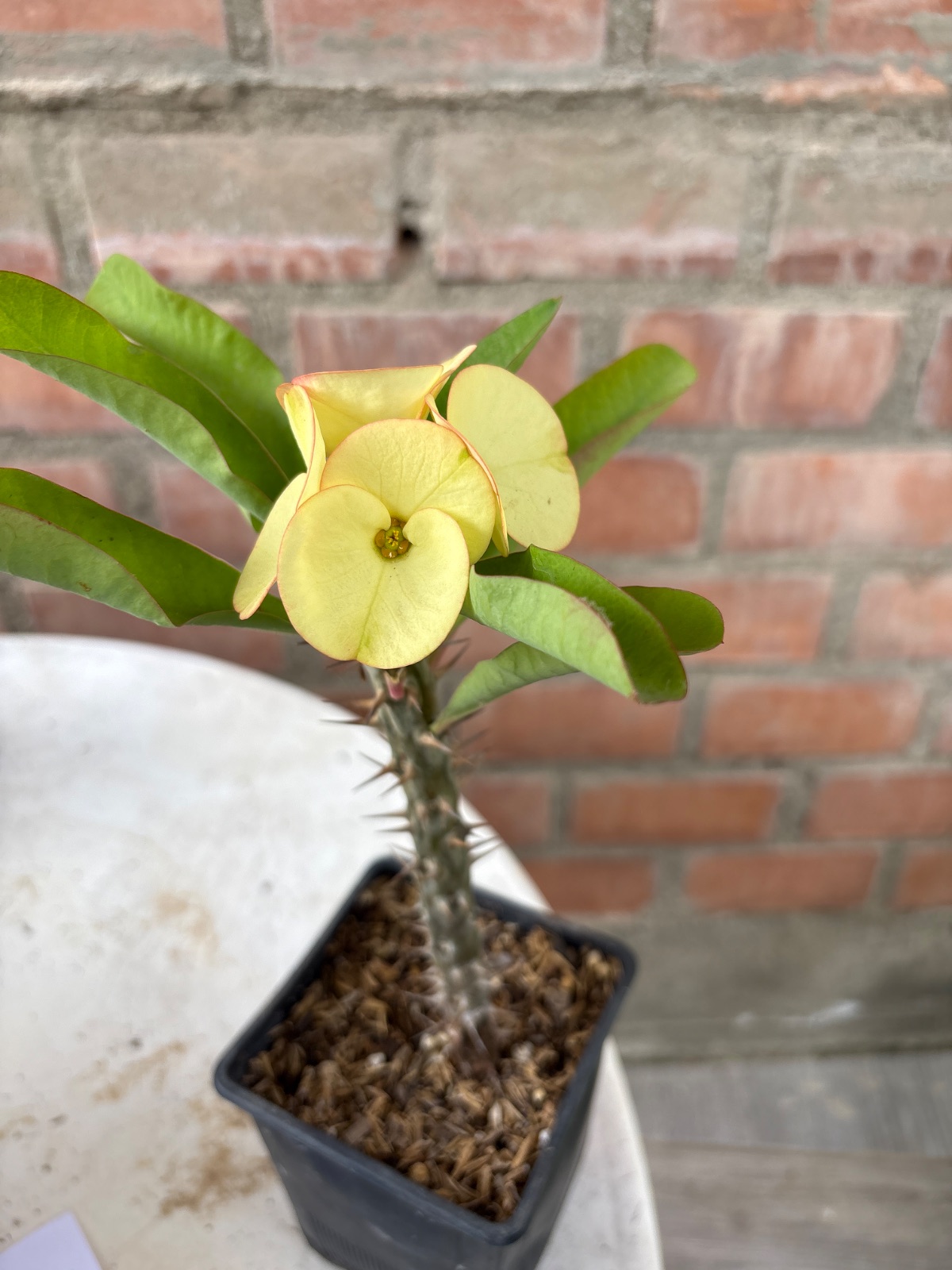 Corona amarilla con bordes rosa