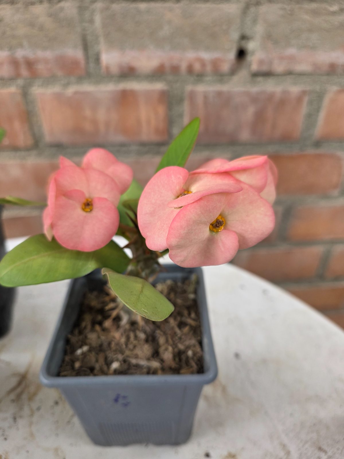 Corona Rosa Bebe