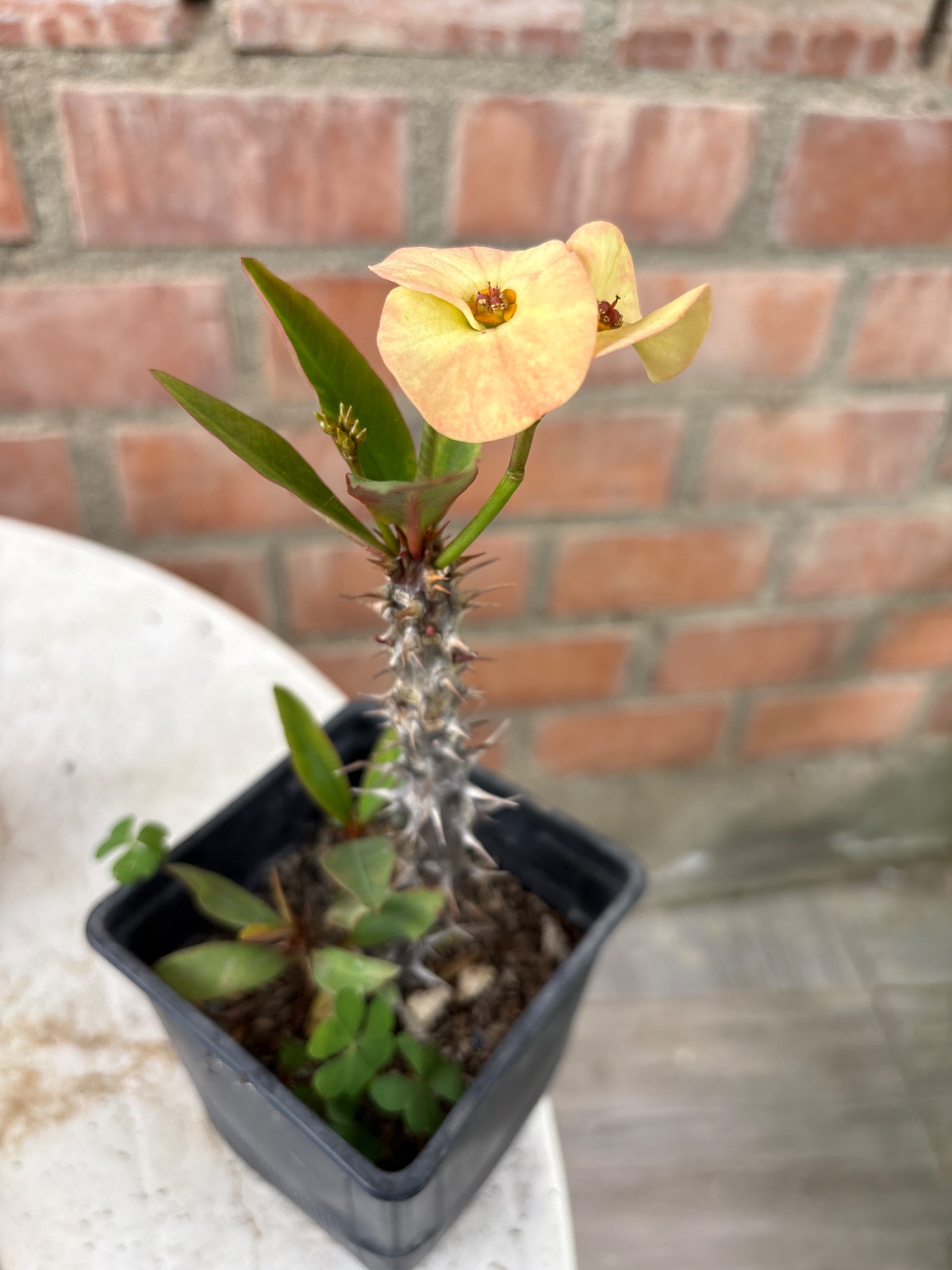 Corona de semilla