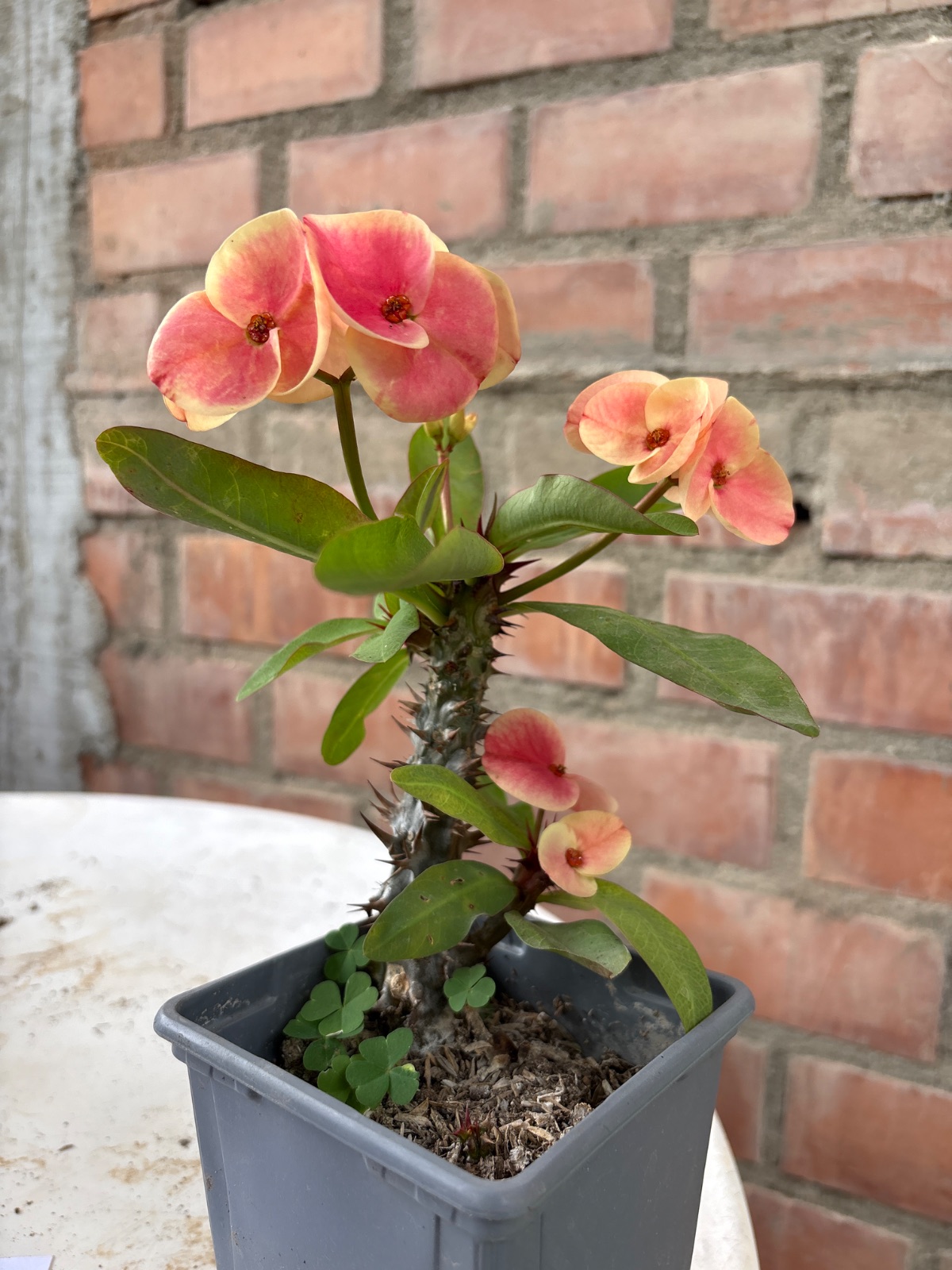 Corona durazno