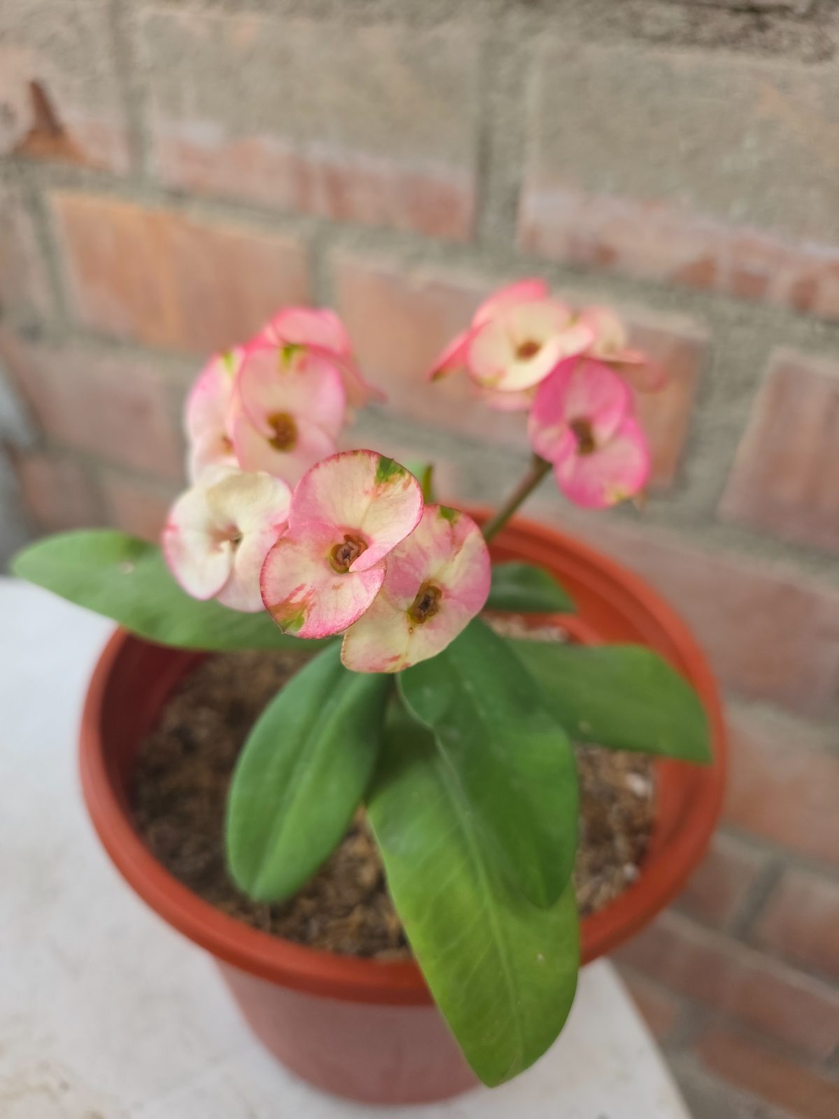 Corona Tricolor