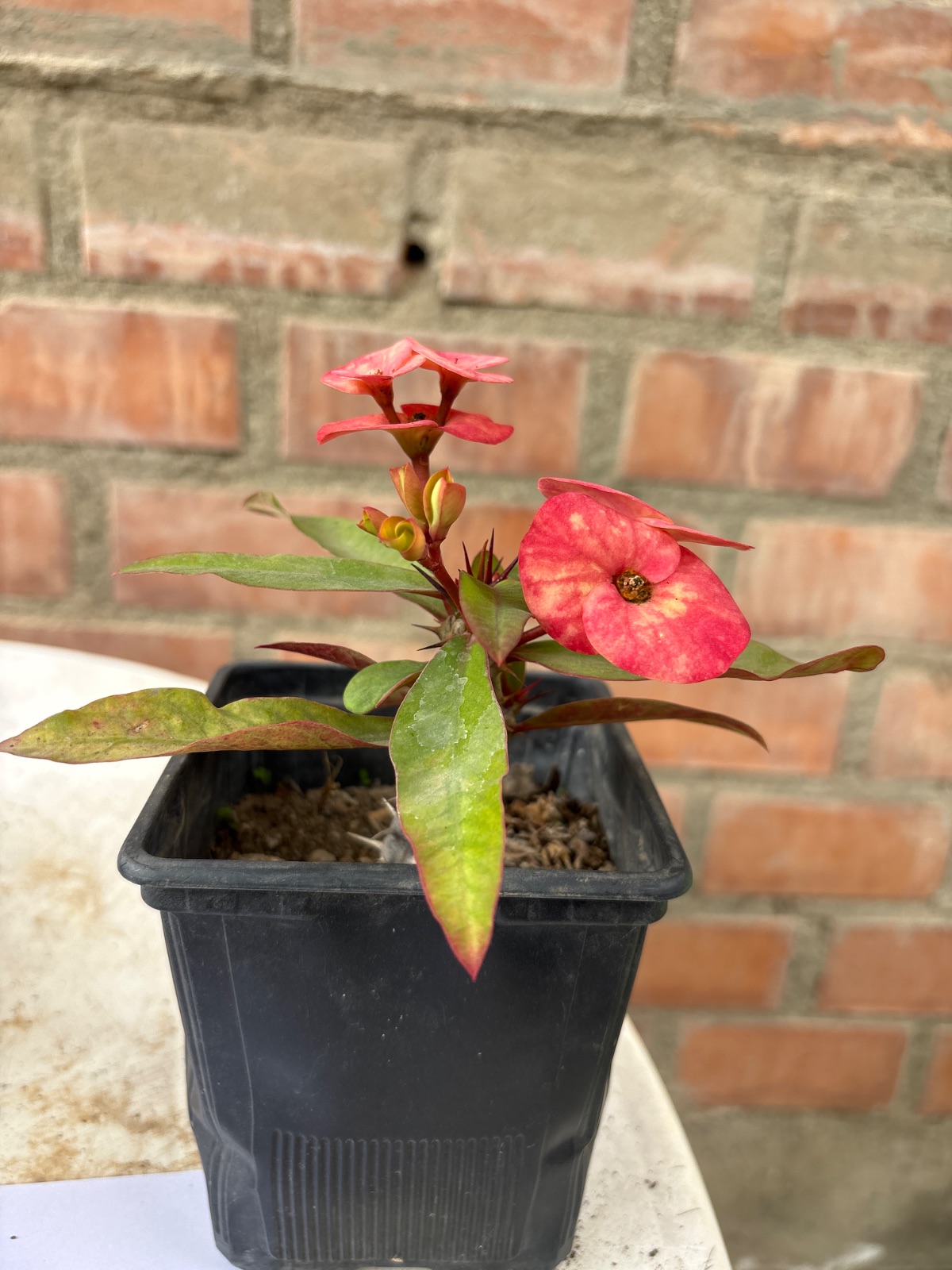 Corona rosada