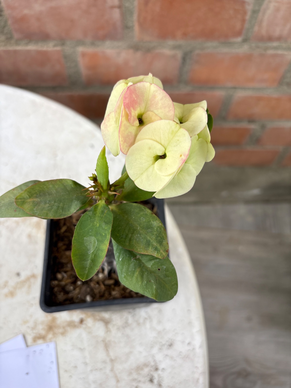 Corona amarilo bebé